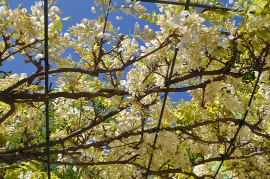 Moulin de la Roque, Noves, Provence : your villa La Bergerie in spring with your terrace covered by glycine in flower